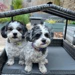 Bax Mice Wicker Raised Dog House / Rattan Dog Bed for Indoor/Outdoor with Removable Roof and Cushion in Grey